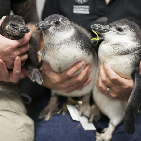 031215 Penguins_129049