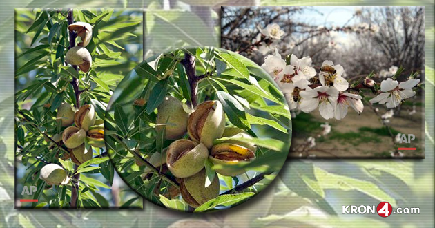 almonds_145983