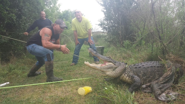 gator_140961