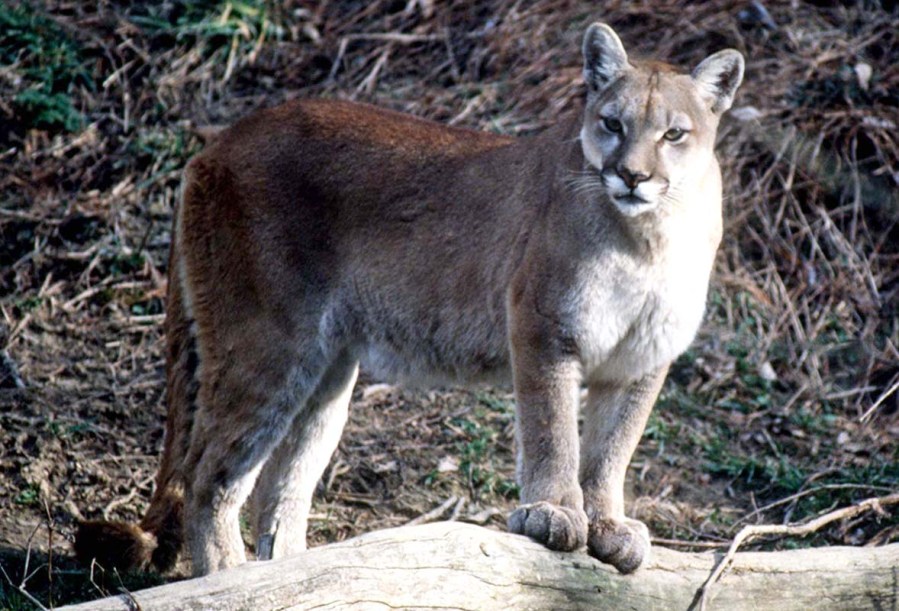 MOUNTAIN LION_120459