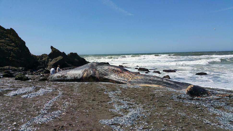 Pacifica-Dead-Whale---CREDIT-Alyssa-Castro-Roxas---01_144081