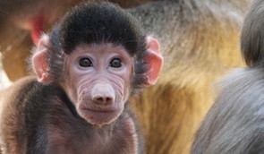 050715 Oakland zoo baby baboon_155794