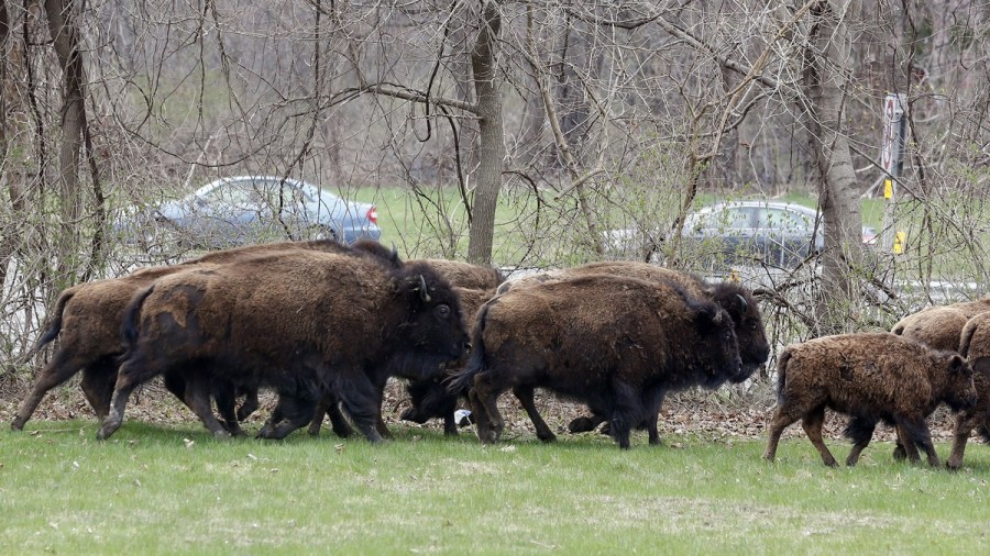 Bison-Highway_162496