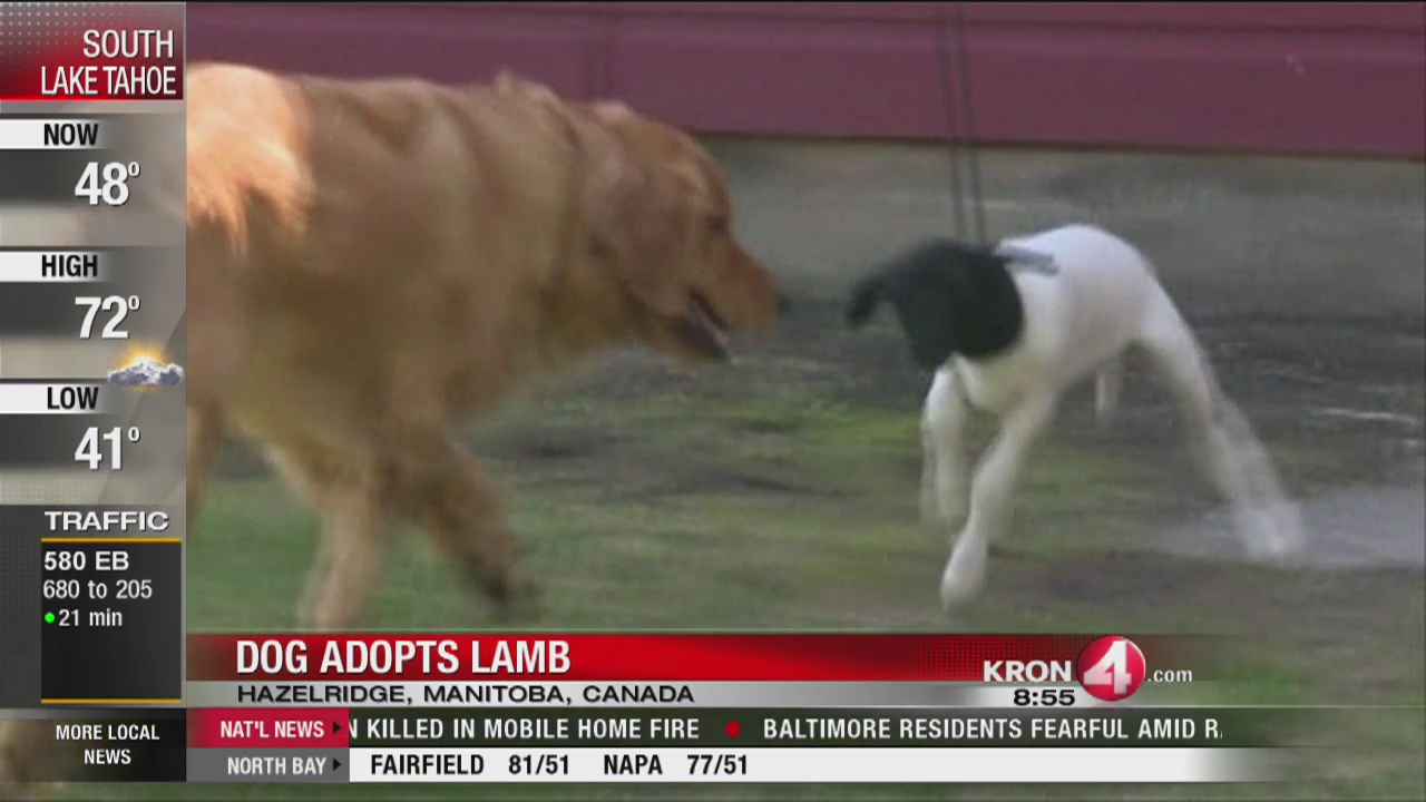 dog adopts lamb_169356