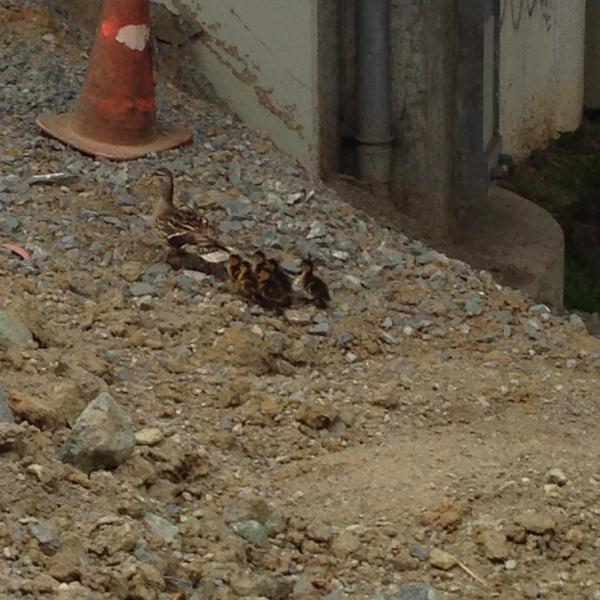 061015 chp ducklings 2_177441