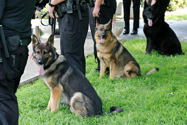 policedog-k9-ap-110513_606_184413