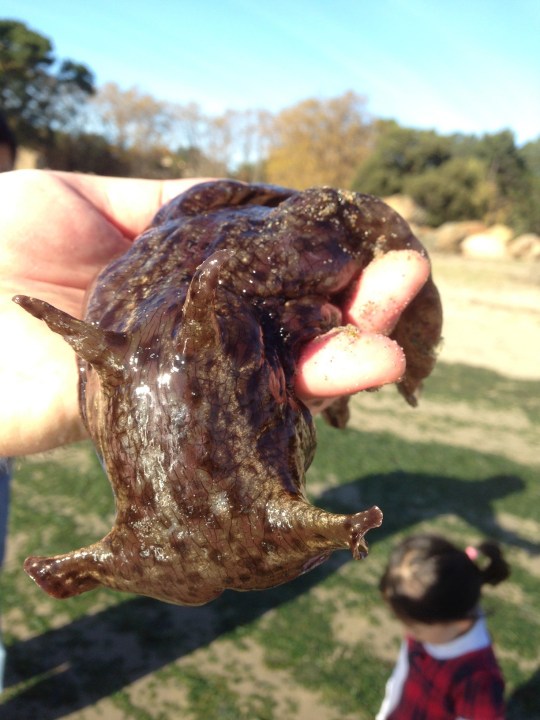 Sea Hare in hand_179802