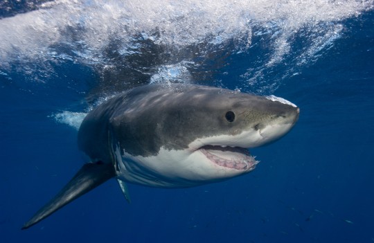 Great White Shark_189916