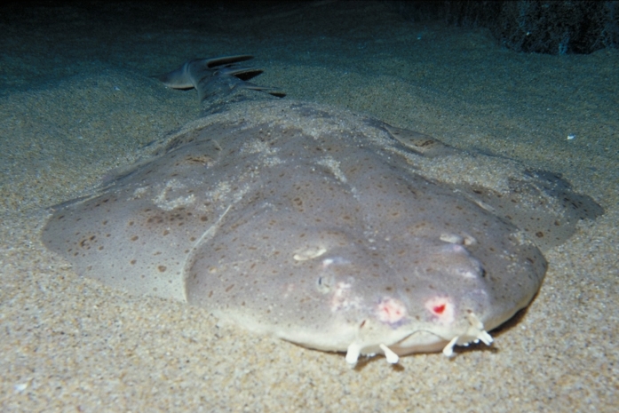 AquariumoftheBay2cPacificAngelShark1_697x465_189346