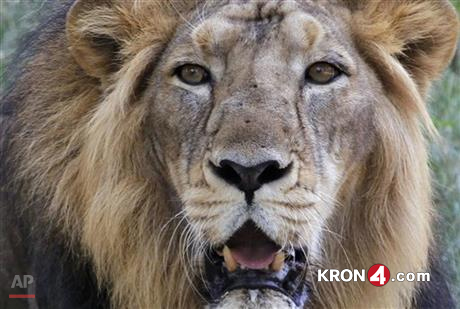 endangered-lions-killed-in-flooding_194949