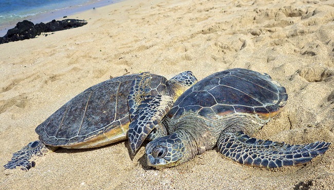 sea turtles_199228