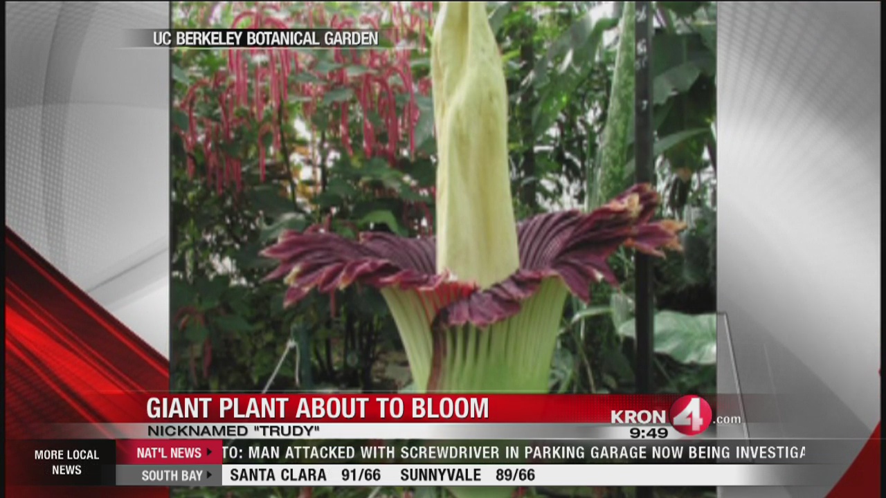 Berkeley Bloom stinky plant Trudy_198797