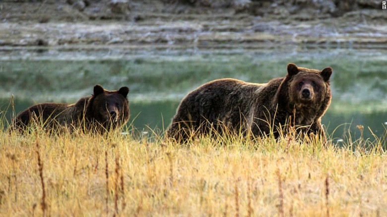 150808190010-yellowstone-grizzly-2012-exlarge-169_210537