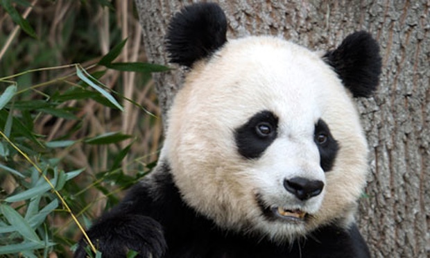 Mei-Xiang-Panda-010_216868