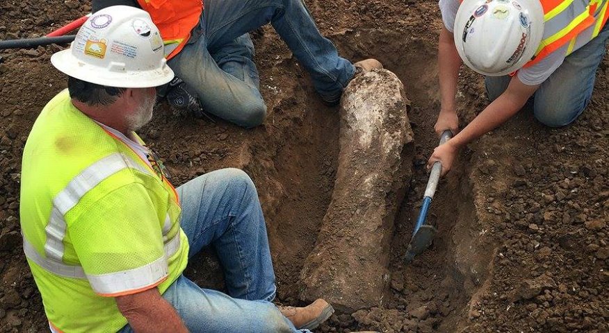 fossils from carlsbad construction site_225764