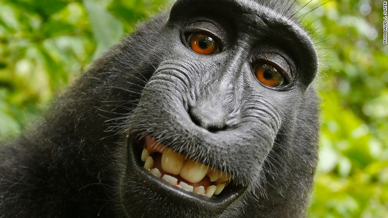 monkey selfie_294884