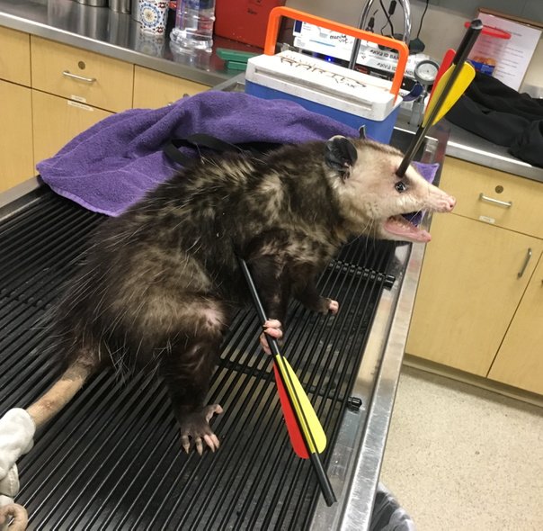 opossum-2_301807