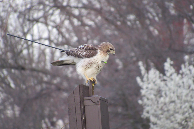 injured-hawk_341262