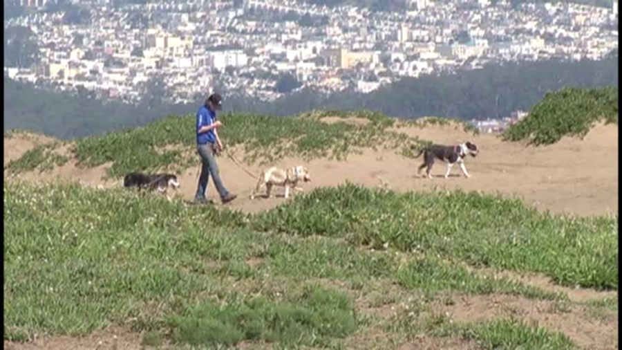 Dogs walking generic_338509