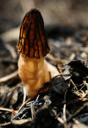 Mushroom Hunting_362396