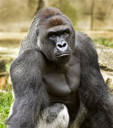 Harambe_368041