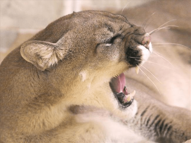 mountain lion_377083