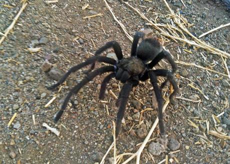 tarantula_414039