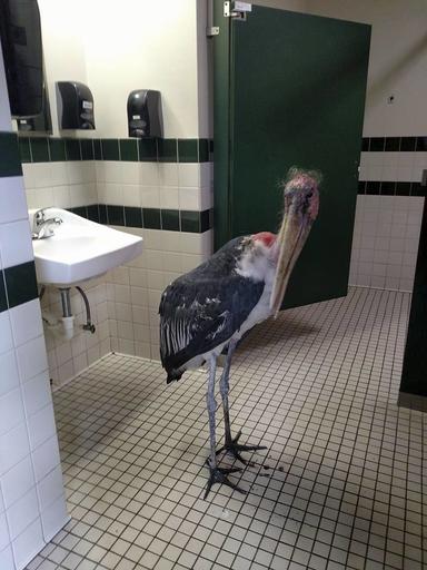 Hurricane Matthew US Stork in Bathroom_432329