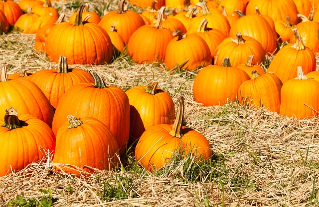 pumpkin-patch_446375