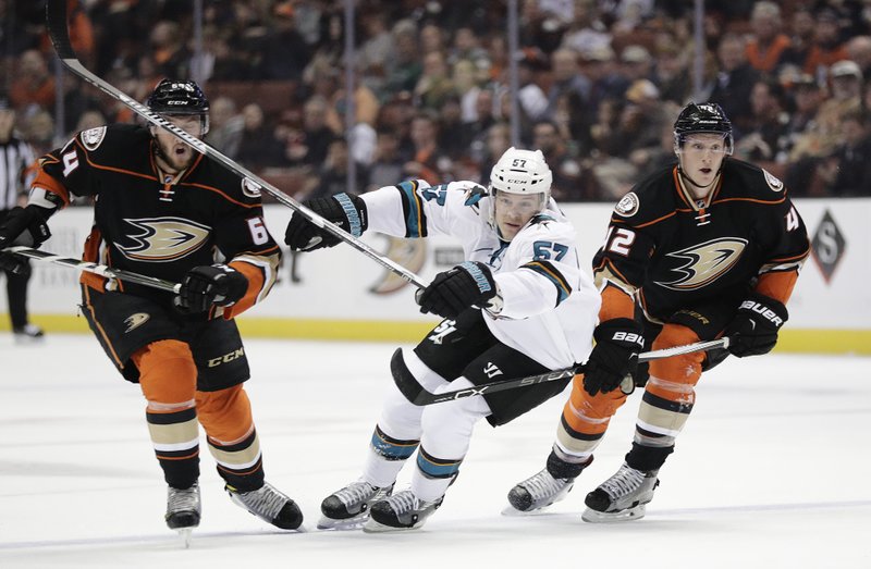 sharks ducks_463129