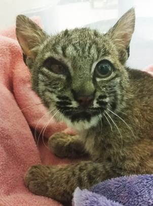 injured-bobcat_471045