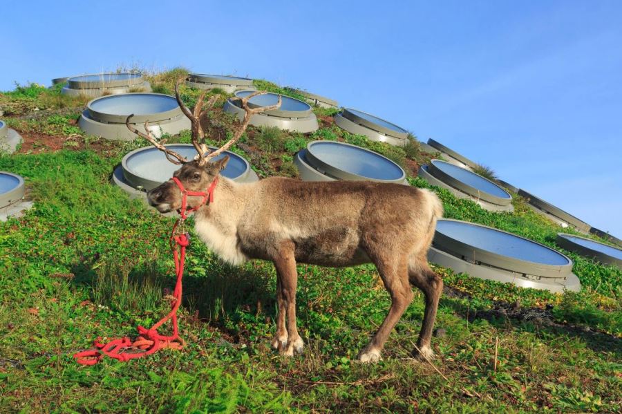 reindeer_454097