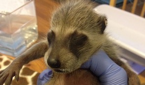 baby-racoon-at-oakland-zoo_480465