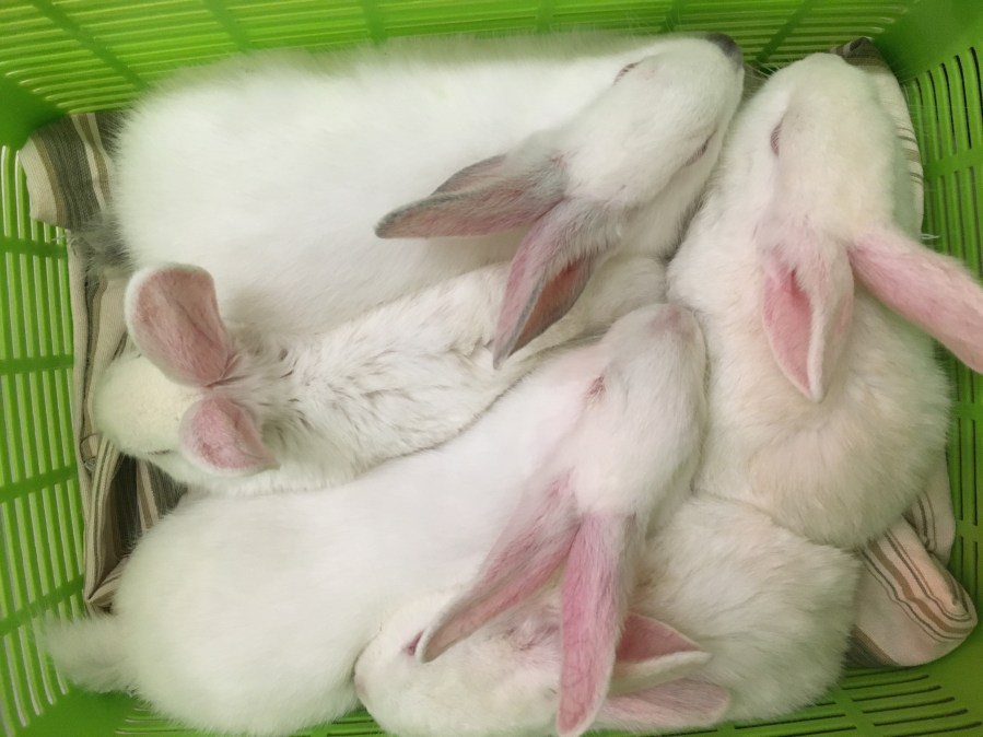 bunnies-in-carrier_485501