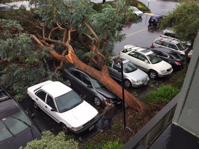 san bruno tree_475555