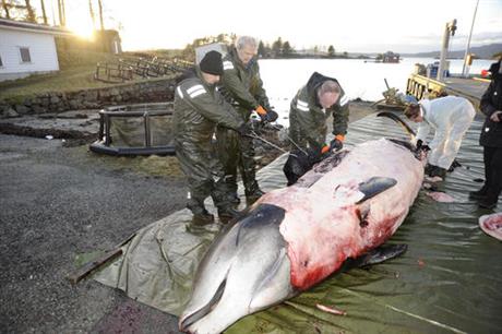 Norway Whale Plastic Bags_489290