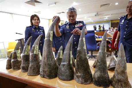 rhino horns_535156