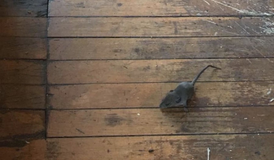 chipotle mouse_598144