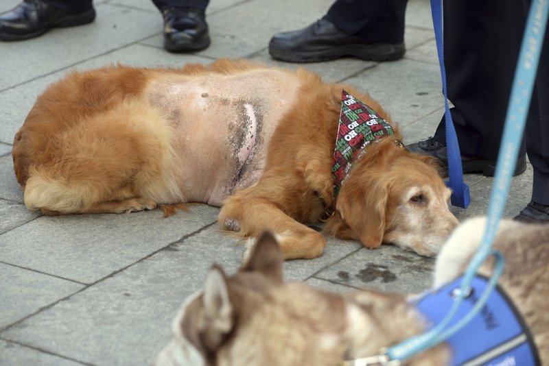 dog with tumor abandoned_659462