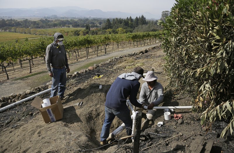 vineyard workers_653432