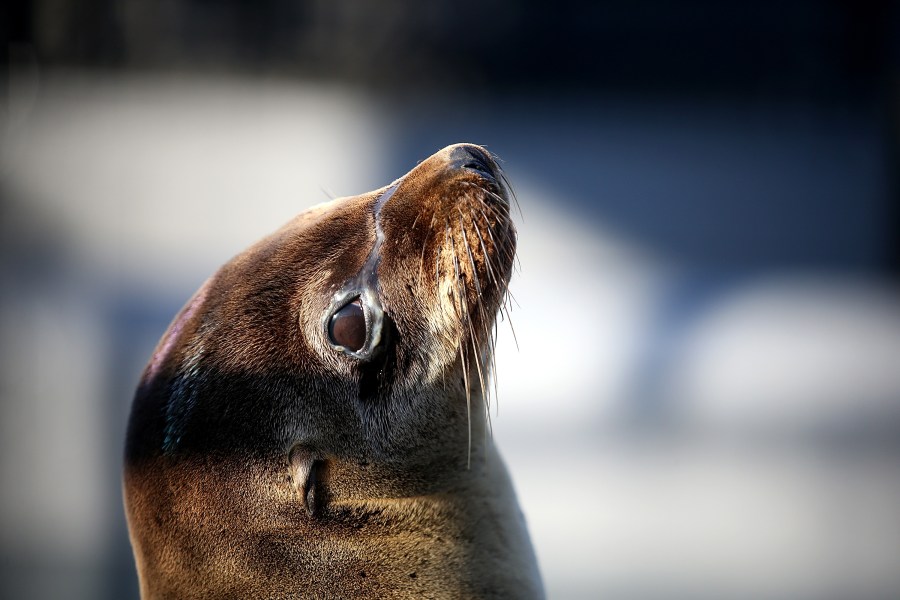 Malnourished Sea Lions Continued To Be Rescued Off California Shores_687165