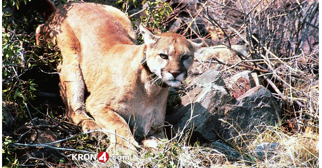 mountain lion_601079