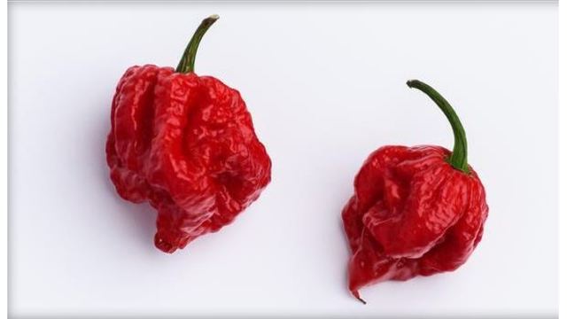 carolina reaper chili peppers.jpg