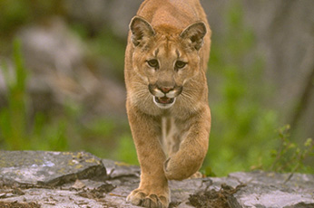 kmw-mountain-lion_217354