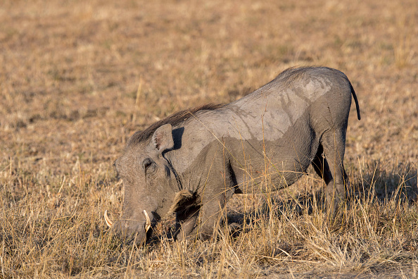 african warthog