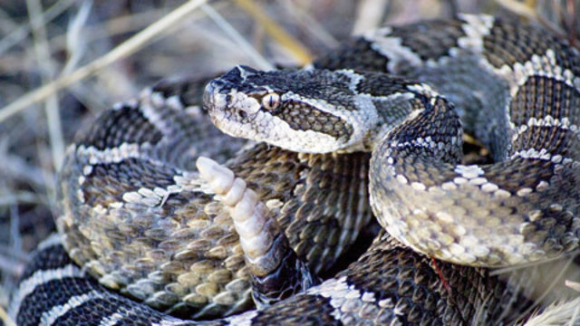 rattle snake_1527001383493.jpg.jpg