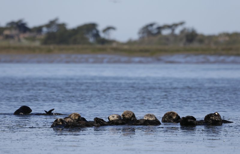 sea otters_1526568540946.jpeg.jpg