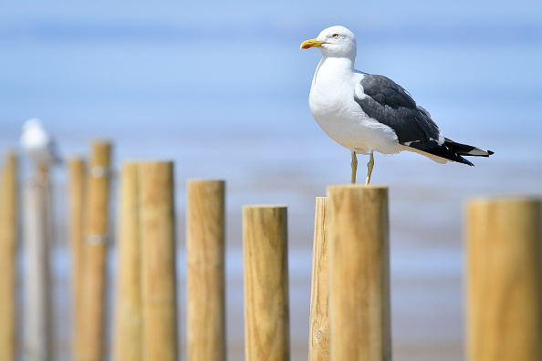 seagulls