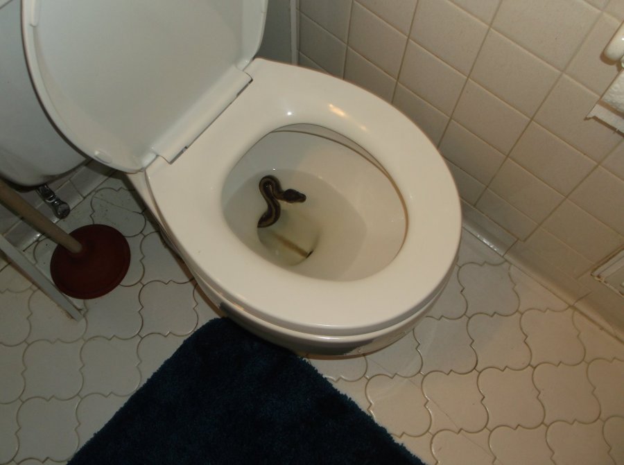 snake in toilet_1532108502321.jpg-873703993.jpg