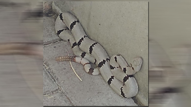 white rattlesnake_1531738613438.jpg.jpg